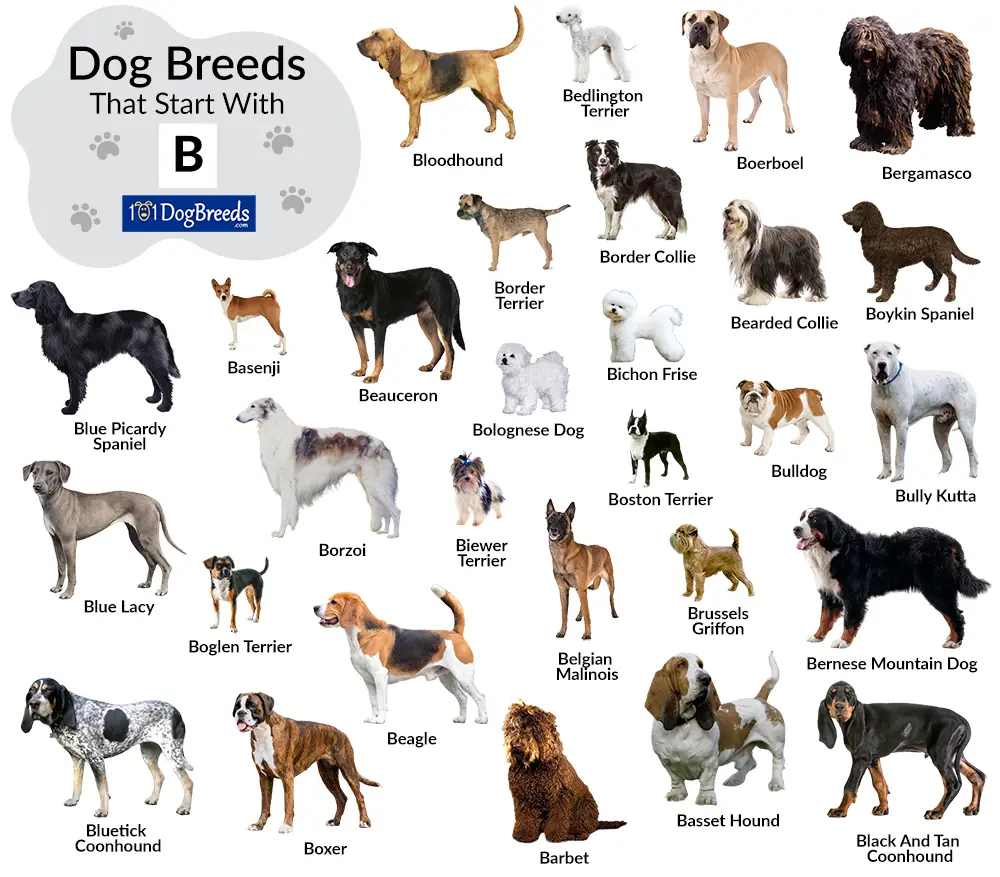 Dogs Breeds That Start With B