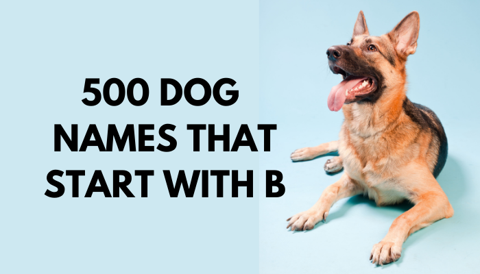 Dogs Names That Start With B