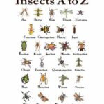 Insects That Start With Z