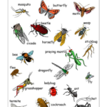 Insects That Start With B