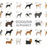 Dog Breeds That Start With The Letter A