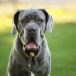 Dog Breeds That Start With Blue