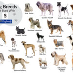 Dog Breed That Start With S