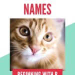 Male Cat Names That Start With B