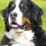 Large Dog Breeds That Start With B