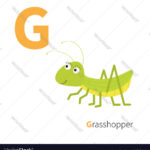 Insects That Start With G