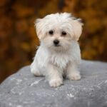 Small Dog Breeds That Start With M