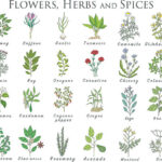 Spices That Start With H