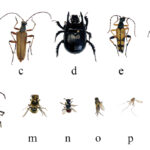 Insects That Start With Q