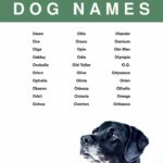 Dog Names Start With O