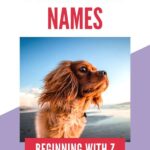 Female Dog Names That Start With Z